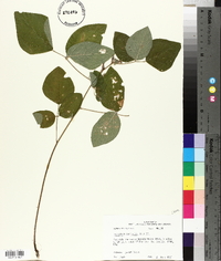 Desmodium canescens image