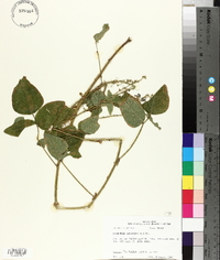 Desmodium canescens image