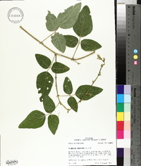 Desmodium canescens image