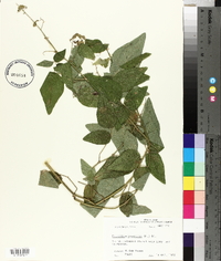 Desmodium canescens image