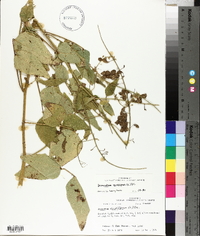 Desmodium canescens image