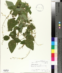 Desmodium canescens image