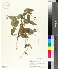 Desmodium canescens image