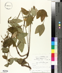 Desmodium canescens image