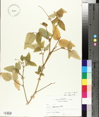 Desmodium canescens image