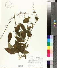 Desmodium canescens image