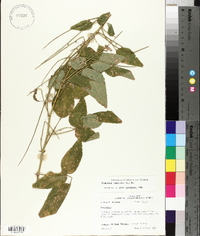 Desmodium canescens image