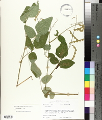 Desmodium canescens image