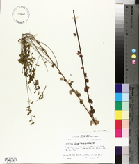 Desmodium ciliare image