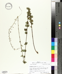 Desmodium ciliare image