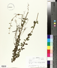 Desmodium ciliare image