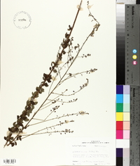 Desmodium ciliare image