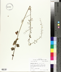 Desmodium ciliare image