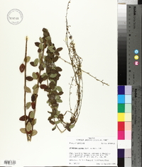 Desmodium ciliare image