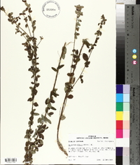 Desmodium ciliare image