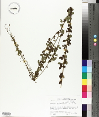 Desmodium ciliare image