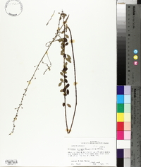 Desmodium ciliare image