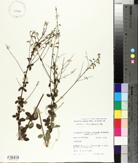 Desmodium ciliare image