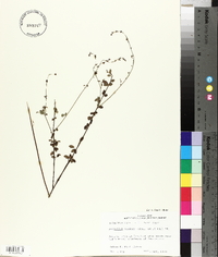 Desmodium ciliare image