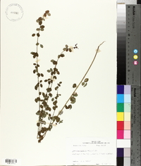 Desmodium ciliare image