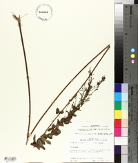 Desmodium ciliare image