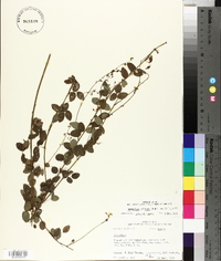 Desmodium ciliare image