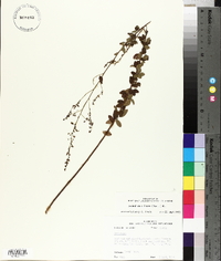 Desmodium ciliare image