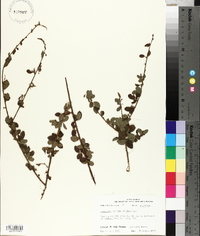 Desmodium ciliare image