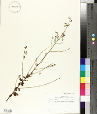 Desmodium ciliare image