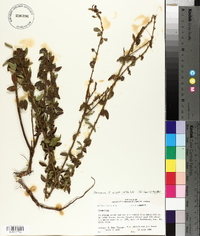 Desmodium ciliare image