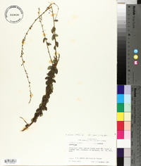 Desmodium ciliare image