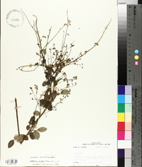 Desmodium ciliare image