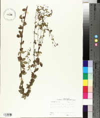 Desmodium ciliare image