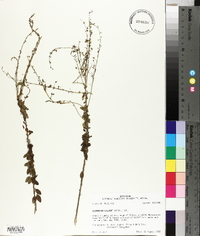 Desmodium ciliare image