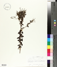 Desmodium ciliare image