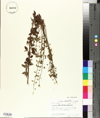 Desmodium ciliare image