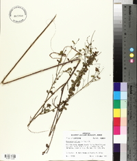 Desmodium ciliare image