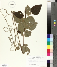 Desmodium viridiflorum image