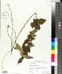 Desmodium viridiflorum image