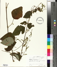 Desmodium viridiflorum image