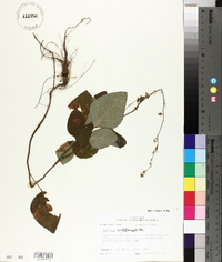 Desmodium viridiflorum image