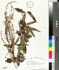 Desmodium viridiflorum image