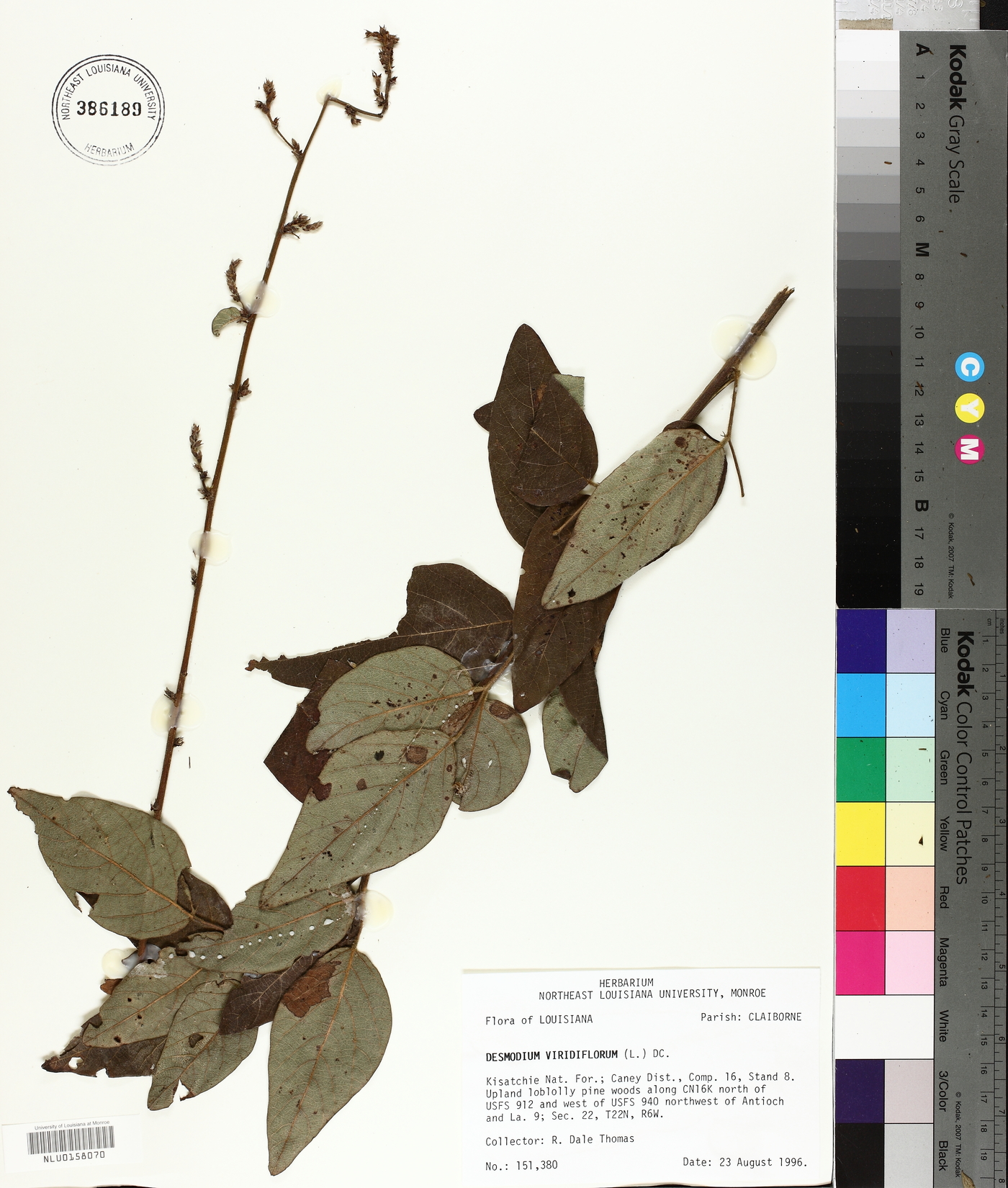 Desmodium viridiflorum image
