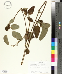 Desmodium viridiflorum image