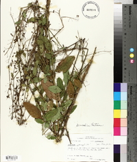 Desmodium tortuosum image