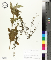 Desmodium tortuosum image