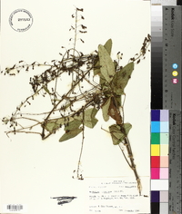 Desmodium tortuosum image