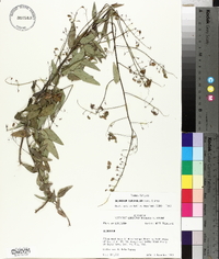 Desmodium tenuifolium image