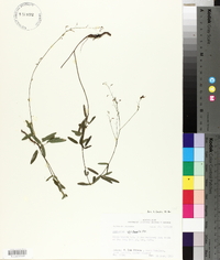 Desmodium strictum image