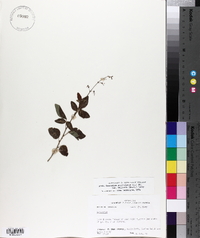 Desmodium perplexum image